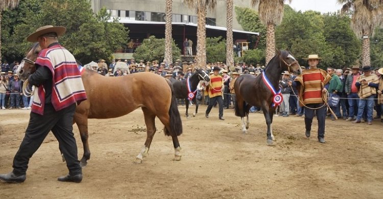 Salón del Caballo Chileno, el centro de actividades de los Criadores durante el 75° Campeonato Nacional