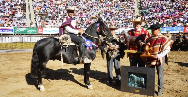Santa Isabel Optimo: Sello de Raza del 75° Campeonato Nacional de Rodeo