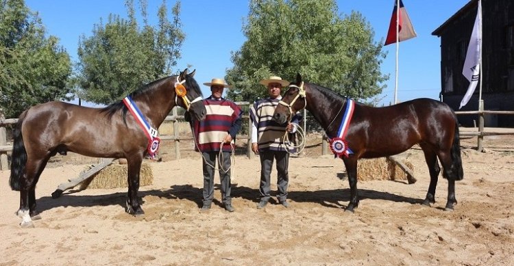 Cauquenes tendrá entretenido panorama con Exposición y Rodeo Para Criadores