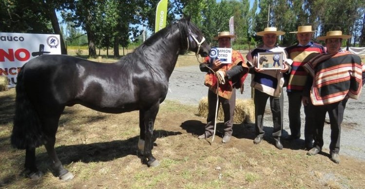 Este viernes comienza la esperada Fiesta de la Chilenidad de los Criadores de Ñuble