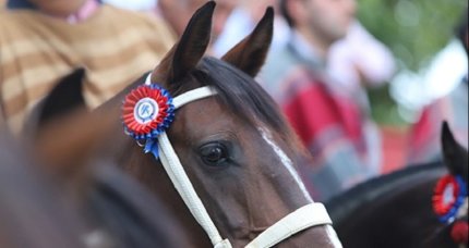 Criadores de Talca y Club Los Llanos de Pelarco arman interesante rodeo