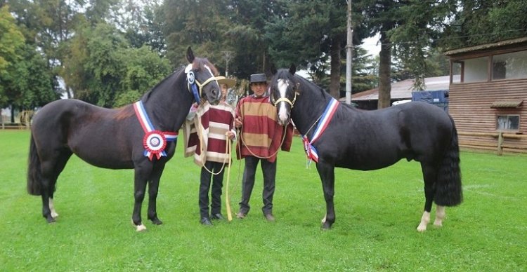 Asociación de Criadores de Cautín avanza en los preparativos de su Exposición de Otoño