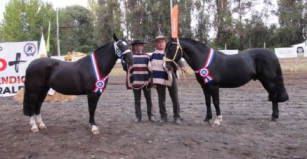 Justiciero y Qué Linda La Niña triunfaron en la jura de los Grandes Premios de la Expo Ñuble