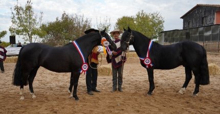 Optimo y Purísima lucieron sus cualidades y confirmaron sus pergaminos en la Expo Cauquenes