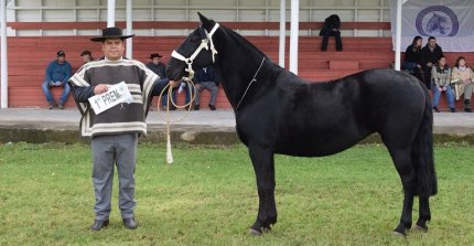 Los premiados en las categorías de la Expo Cautín de Otoño 2024