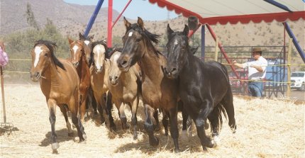 Se realizaron Trillas a Yegua Suelta en Encuentro Internacional de Escuadras Ecuestres