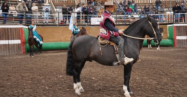 Criadores de Santiago aportaron con linda muestra de Caballos Raza Chilena en Colina