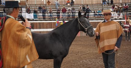 La muestra de ejemplares de Aguas Claras de Huelquén y Santa Virginia de Pirque en Colina