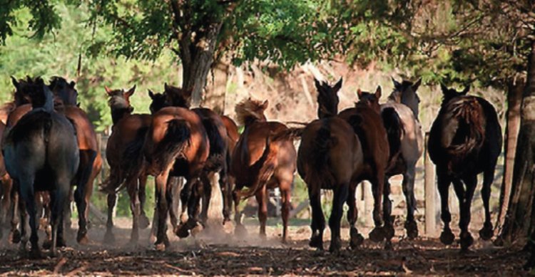 Criadero Los Tricahues sale a remate con destacados ejemplares este miércoles