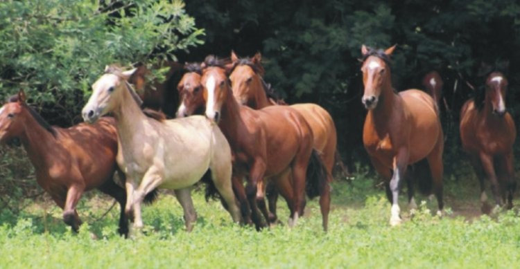Criaderos Doña Tuca, El Molino y Sofetija salen a remate este jueves
