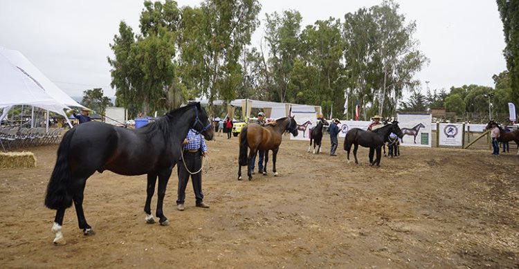 Comisión Exposiciones de la Federación de Criadores conformó su equipo de trabajo