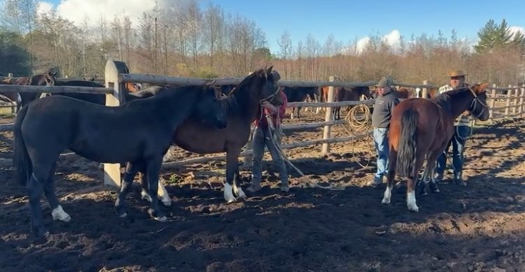 Criadero Santa Ana seleccionó potrancas que enviará a España
