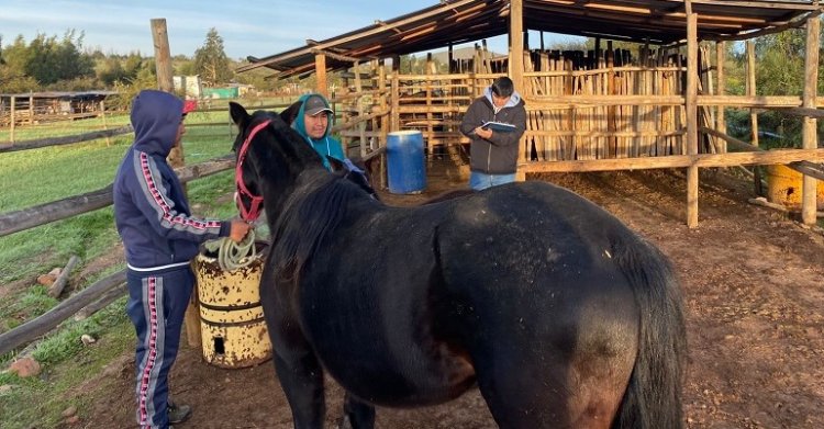 Banco de Potros y El Caballo en la Escuela dieron origen a un joven nuevo criador en Limarí
