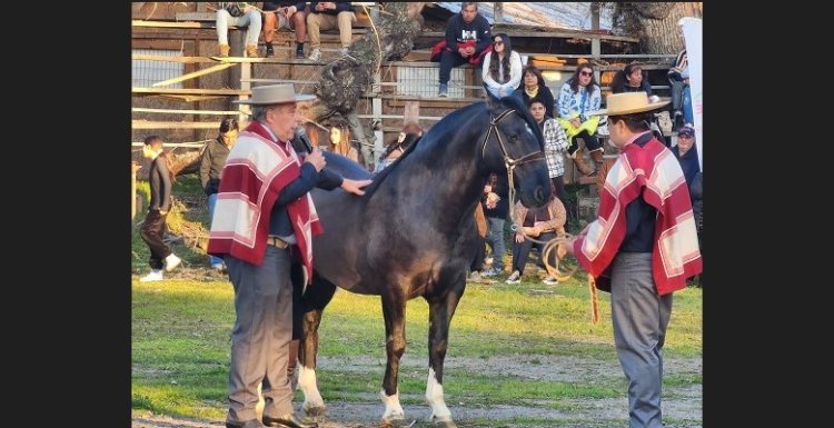 Criadero Arcángel Gabriel hizo muestra de Caballos Chilenos y charla de morfología en Aculeo
