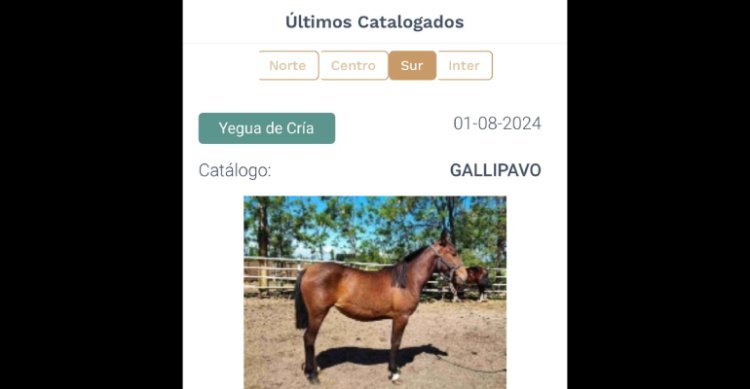 App Caballo Chileno reafirma su consolidación con potentes
