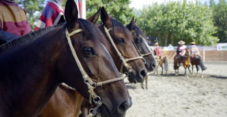 Este lunes cierran las inscripciones para la Final de Rodeos Para Criadores 2025