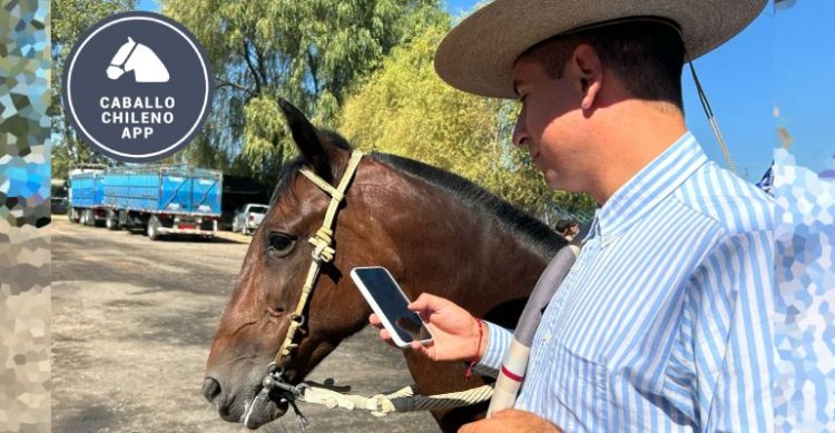 App Caballo Chileno: Revisa sangres de clasificados a Rancagua en sección 