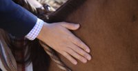 Las recomendaciones de la presidenta de ACHVE ante el herpes equino y anemia infecciosa