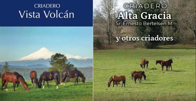 Criaderos Vista Volcán y Alta Gracia tienen remates de selección este miércoles
