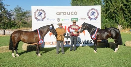 Muestra de Campeones de la Raza llegará con los mejores ejemplares de la Expo Nacional a Rancagua