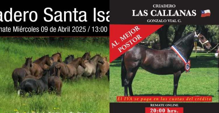 Criaderos Santa Isabel y Las Callanas salen a remate con destacados ejemplares