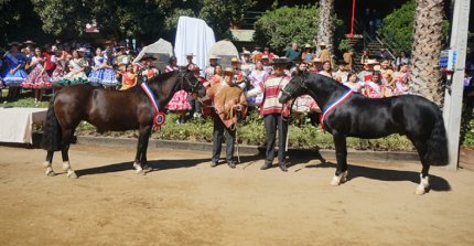 Campeones de la Expo Nacional fueron reconocidos en Rancagua