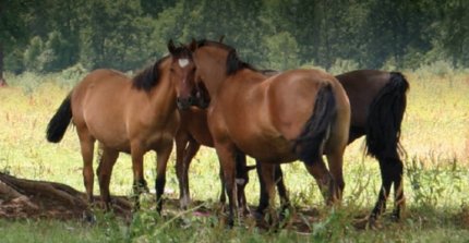 Criaderos Por Si Acaso III y Peñas Verdes se unen a caballada de Reñeco en remate