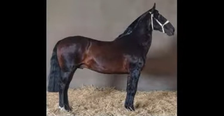Quillaycillo Regalón brilló en la Cuarta Atajada como el reproductor con más hijos en Rancagua