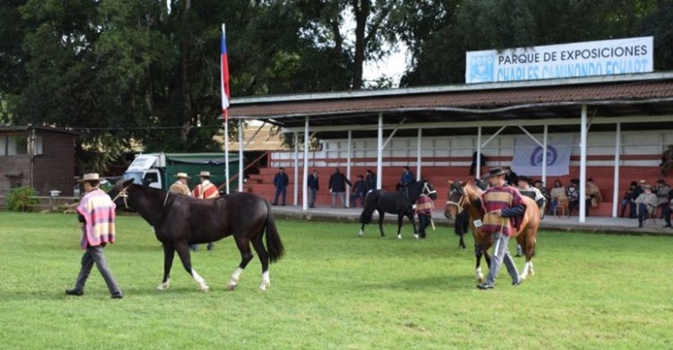 Otoño de exposiciones: Cautín, Atacama y Cauquenes tienen eventos esta semana