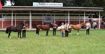 Criadores de Cautín tienen todo coordinado para su Expo de Otoño