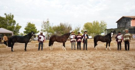 Con la pasión de siempre los criadores de Cauquenes van con su Expo Otoño