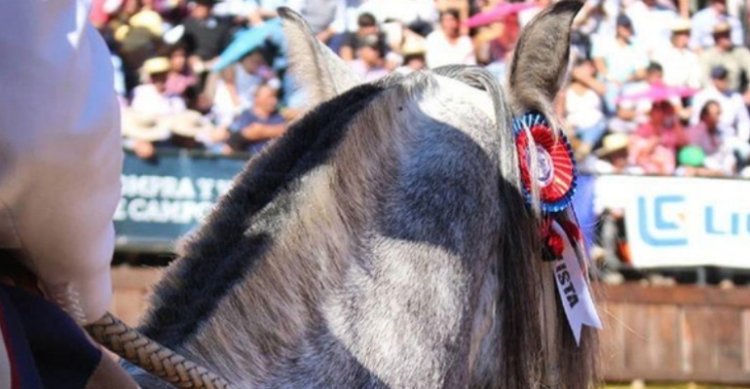 El campeón sale a martillo: Peleco tiene atractivo remate este miércoles