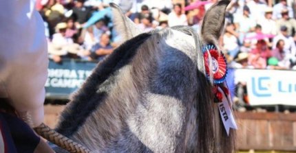 El campeón sale a martillo: Peleco tiene atractivo remate este miércoles