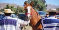 Un resumen en imágenes de las actividades de los Criadores de Atacama