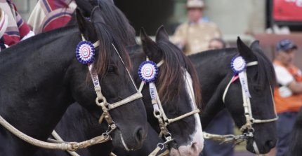 Federación del Rodeo Chileno celebra su aniversario número 64