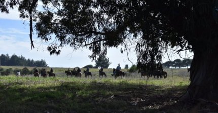 Gran Cabalgata Familiar de Casablanca y Melipilla vivirá un importante hito este 2025
