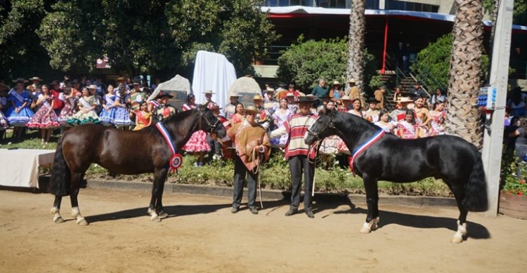 ¡Participa! Feria del Caballo Chileno Santiago 2026 busca su logo oficial