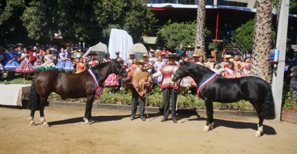 ¡Participa! Feria del Caballo Chileno Santiago 2026 busca su logo oficial