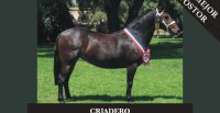Criadero Las Callanas tiene remate este jueves con un interesante catálogo