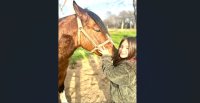 Criadores de Ñuble están listos para su cabalgata familiar de este sábado