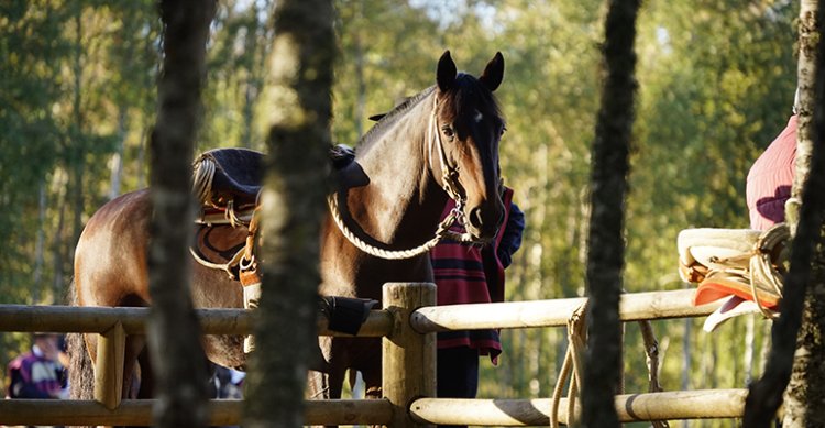 Compraventa de CaballoyRodeo iniciará una nueva y renovada etapa