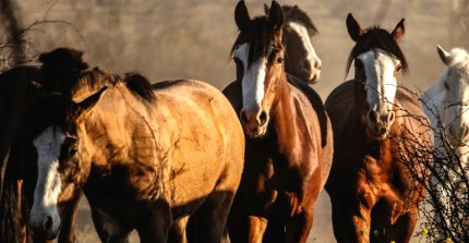 Federación de Criadores envió a EE.UU. muestras para el estudio del genoma del Caballo Chileno