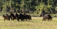 Este viernes 11 de julio se celebra el primer Día Mundial del Caballo, instituido por la ONU