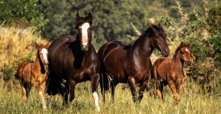 Río Cautín y Cautín tuvieron constructiva reunión con el SAG por anemia infecciosa equina