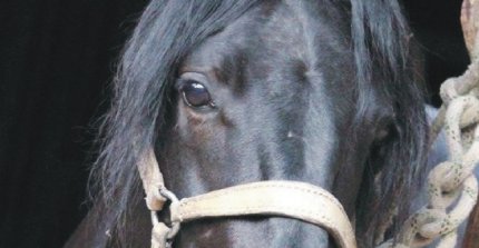 Criaderos Corrales del Monte, Colpi y Doña Meche salen a remate este miércoles