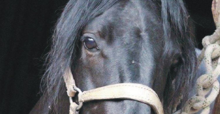 Criaderos Corrales del Monte, Colpi y Doña Meche salen a remate este miércoles