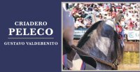 Criaderos Peleco y Taitao II salen a remate con interesante caballada