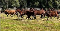 Criaderos Casas de Logroño y Prados del Vencedor salen a remate