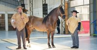 El Caballo Chileno fue protagonista en el Colegio Raiquén de Yumbel