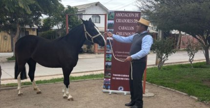 Limarí participó en Día del Patrimonio de la Niñez y la Adolescencia junto al Caballo Chileno